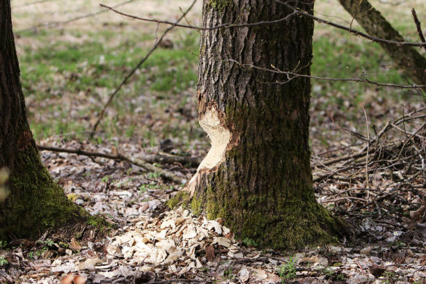 istock Trees that have already been felled by the beaver 946568802