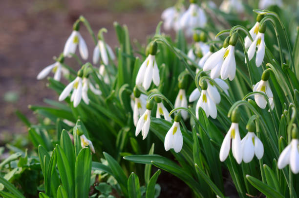 istock Blooming of Snowdrops (Galanthus) in springtime 946573814