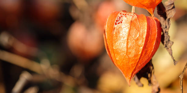 istock Orange flower solanum plant physalis in autumn 946574088