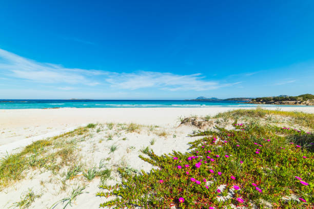 istock White sand in Rena Bianca beach in Sardinia 946574200