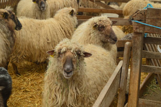 ovelhas dentro de uma fazenda no parque natural de gorbeia. retratos da natureza animais. - sheep lamb wool animal head - fotografias e filmes do acervo