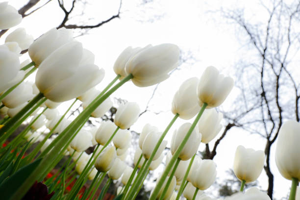 Beautiful white tulips flowerbed closeup