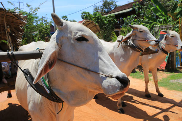 istock Cambodia village cow 946577698