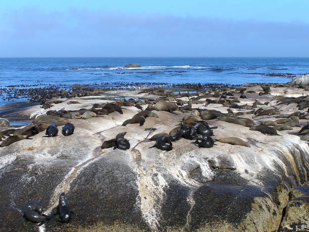 istock Fur seal Duiker Island - Hout Bay 946577960