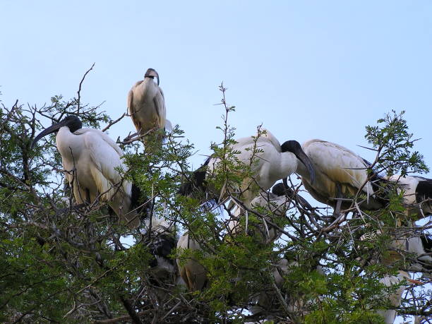 istock Black-headed ibis- South Africa 946578254