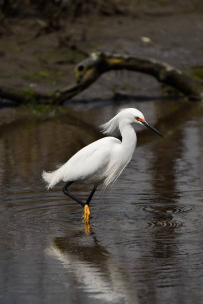 garceta nívea infantil - wading snowy egret egret bird fotografías e imágenes de stock