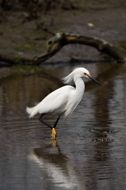 garzetta innevata guadare - wading snowy egret egret bird foto e immagini stock