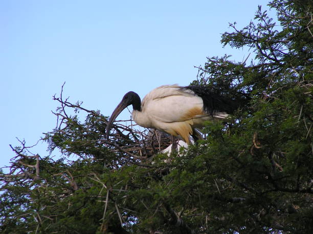istock Black-headed ibis- South Africa 946581146