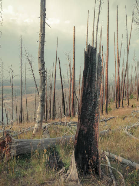 Lodgepole Pine Spruce Trees Burned from Forest Fire, Yellowstone National Park, Wyoming
