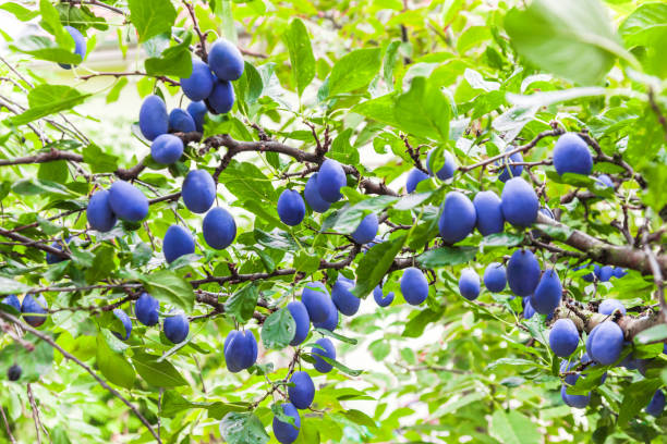 istock Plum tree branches in orchard with lots of fruit 946581386