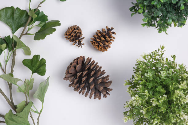 istock Large Pine Cones with Foliage Flat Lay Top View 946581622