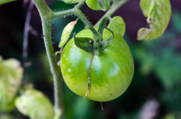 istock Green tomato growing on the vine with blurry leaves in background 946581692