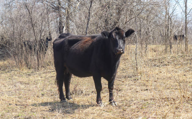 istock Black Angus cow side view looking forward in winter field in front of trees 946582018