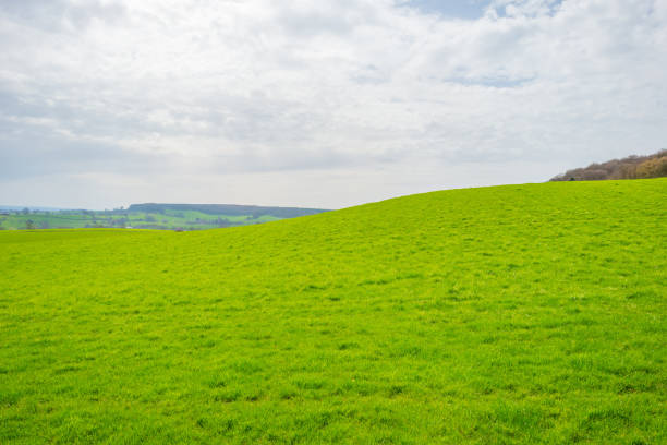 istock Panorama of a green meadow on a hill in sunlight in spring 946582194