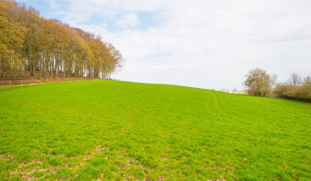 istock Panorama of a green meadow on a hill in sunlight in spring 946582218