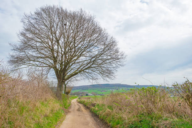 istock Panorama of a green meadow on a hill in sunlight in spring 946582446