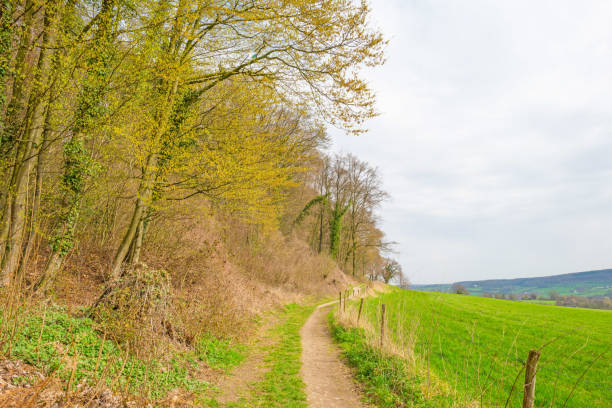 istock Panorama of a green meadow on a hill in sunlight in spring 946582862