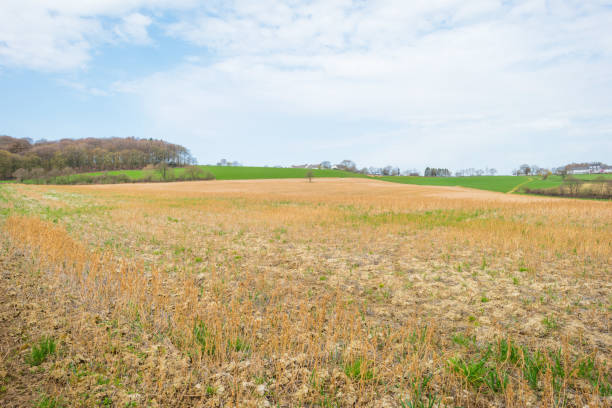 istock Panorama of a field on a hill in sunlight in spring 946583252