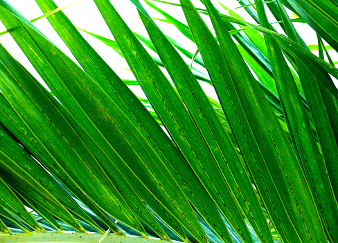 Primer plano de palmeras tropicales corriendo diagonalmente contra fondo blanco photo