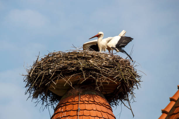 istock Stork's Nest in Ruehstaedt, Germany, 2017 946592606