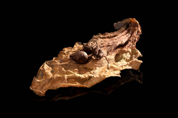 istock Dried tobacco leaf with seeds. 946592824