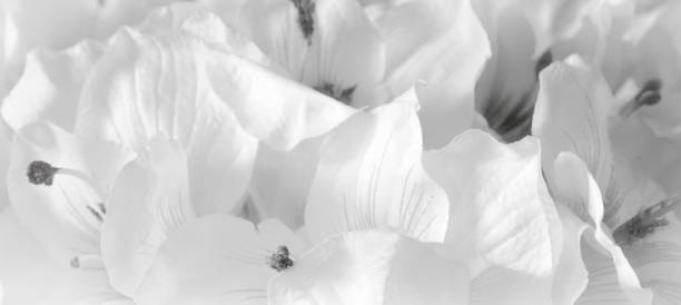 istock The beautiful flowers 946592956
