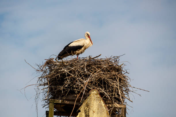 istock Stork's Nest in Ruehstaedt, Germany, 2017 946594106