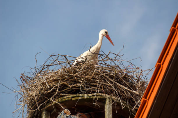 istock Stork's Nest in Ruehstaedt, Germany, 2017 946597150