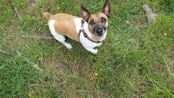 istock Jack Russell outdoors 946597318