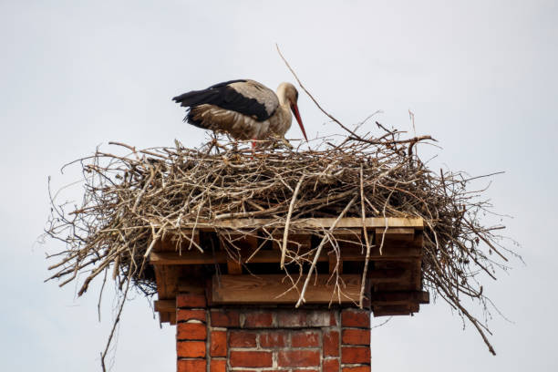 istock Stork's Nest in Ruehstaedt, Germany, 2017 946600018