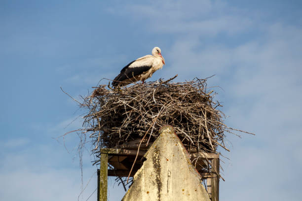 istock Stork's Nest in Ruehstaedt, Germany, 2017 946600238