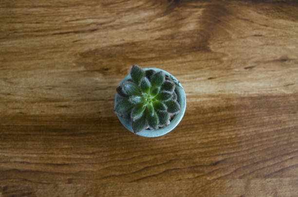 istock Cactaceae plant on flower pot 946601344