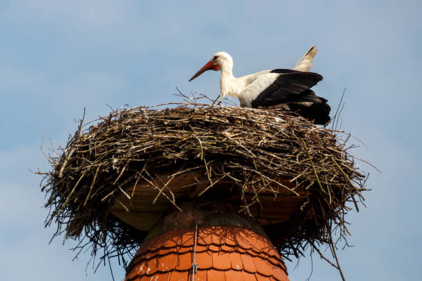 istock Stork's Nest in Ruehstaedt, Germany, 2017 946603572