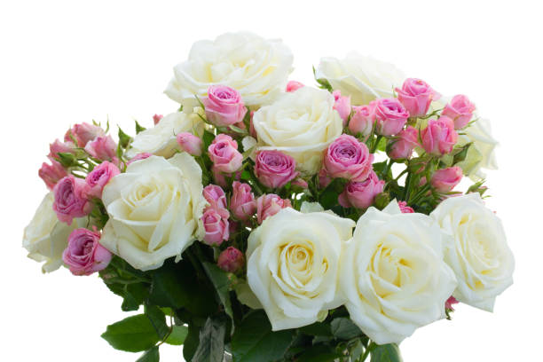 istock Pink and white blooming roses 946603916