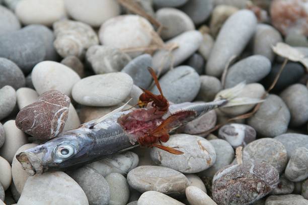 Wasp is eating fish