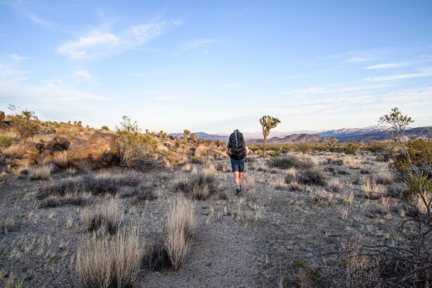 istock Joshua Tree National Park 946604940