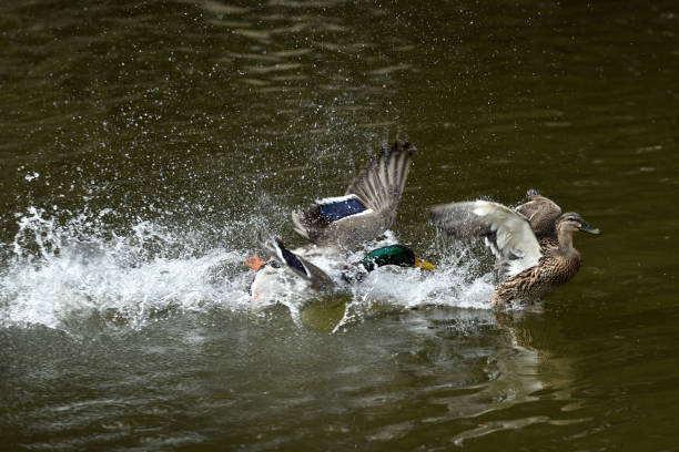 istock duck and mallard flying on the water lake 946607342