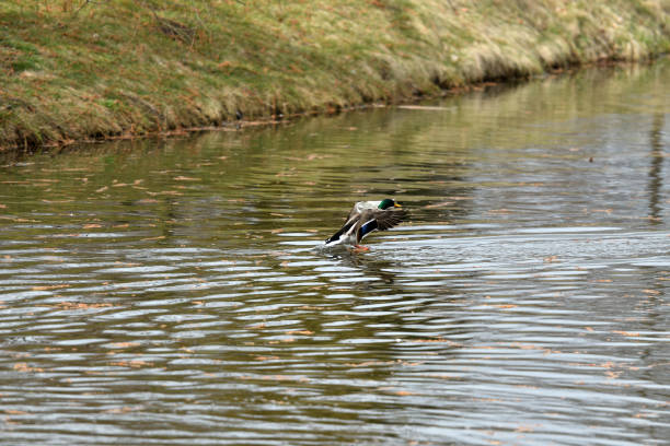istock duck and mallard flying on the water lake 946607662