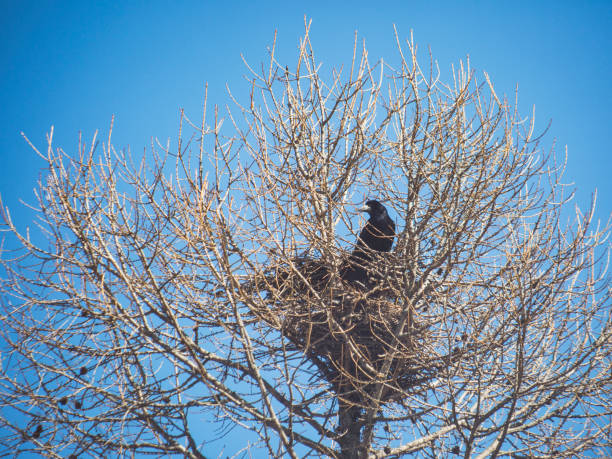 Rook in nest on tree. Rook in a nest on a tree. Spring crows nest stock pictures, royalty-free photos & images