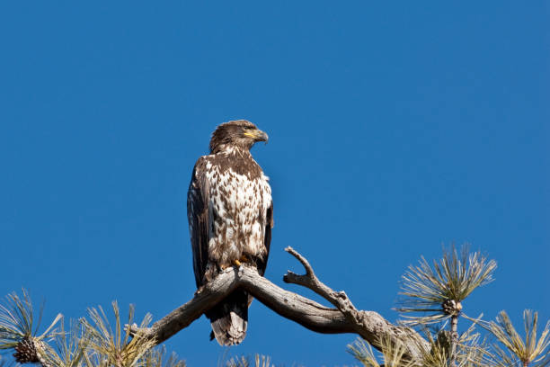 The Golden Eagle (Aquila chrysaetos) is a large, widely distributed bird of prey living in the Northern Hemisphere. They are dark brown, with lighter golden-brown plumage on the nape of the neck. Juvenile golden eagles have white on the tail and white markings on the wings. Golden eagles are fast and agile, using their powerful feet and large, sharp talons to catch a variety of prey, including rabbits, marmots and other ground squirrels. They build large nests in cliffs and other high places. They may return to the same nest for their breeding years. They breed in the spring and a pair may remain together for several years or for life. The female golden eagle will lay up to four eggs, and then incubate them for six weeks. One or two hatchlings will typically survive and fledge in about three months. The juveniles will become fully independent in the fall when they will wander until establishing their own territory in four or five years. This juvenile Golden Eagle was photographed while perched on a branch at Campbell Mesa in the Coconino National Forest near Flagstaff, Arizona, USA.