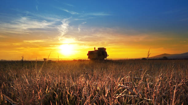 istock Farmer combining wheat, rice at sunset 946613778