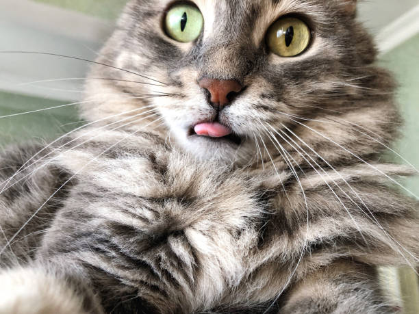 closeup face of a cat sticks out its tongue closeup funny face of a cat sticks out its tongue cat sticking out tongue stock pictures, royalty-free photos & images