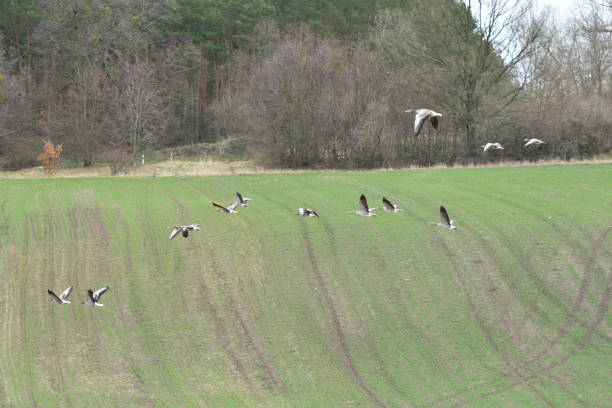 flock of bean goose flying over the green field flock of bean goose flying over the green field geese wildlife anser fabalis stock pictures, royalty-free photos & images