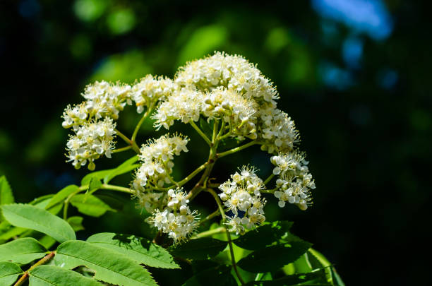 istock Blossoming branch of the rowan tree 946616734