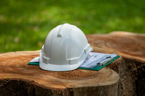 safety helmet and with plan documents report on big Stump wood in green park or forest stock photo