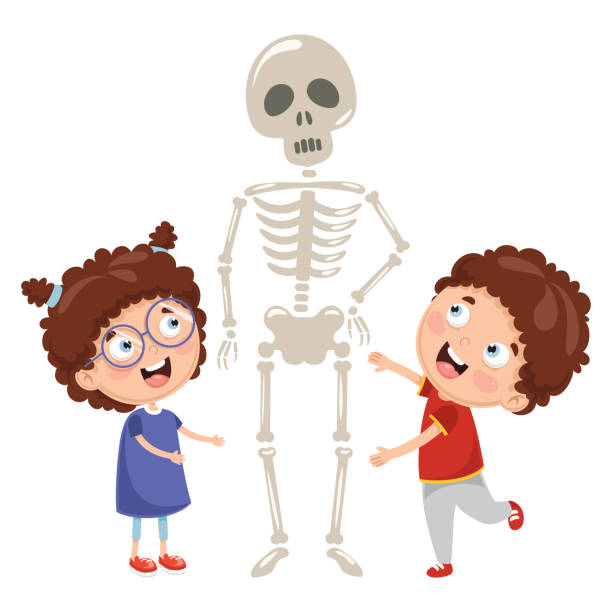 illustrations, cliparts, dessins animés et icônes de illustration vectorielle des enfants ayant des cours de biologie avec modèle de squelette humain - anatomy classroom human skeleton student