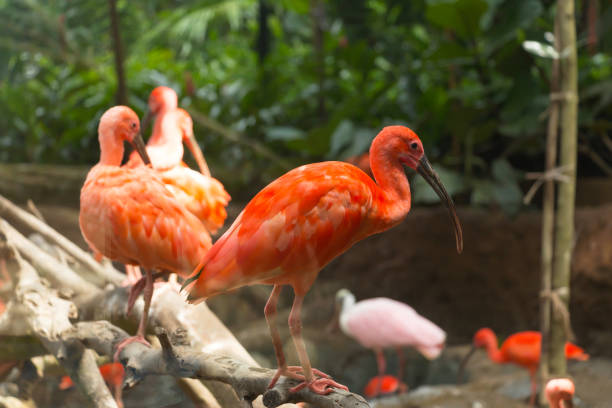 istock Scarlet Ibis Eudocimus ruber birds 946621158