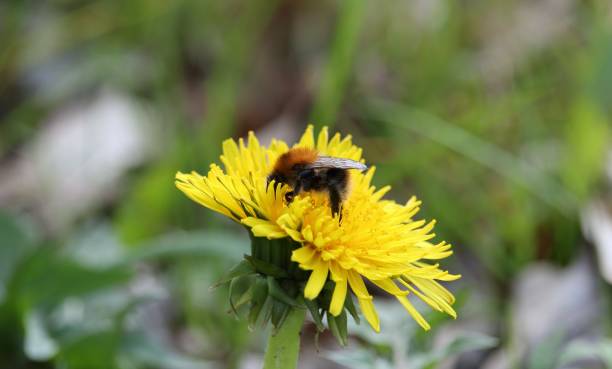 istock Bumblebee on the flower 946621266