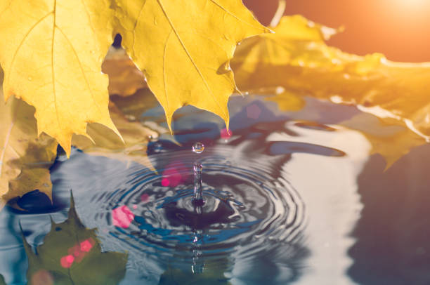 istock Yellow maple leaf and a drop of water in the sunlight. Toned 946621594
