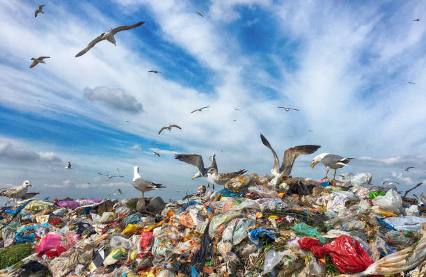 Garbage Dump And Gulls Stock Photo - Download Image Now - Garbage Dump,  Animal, Animal Themes - iStock